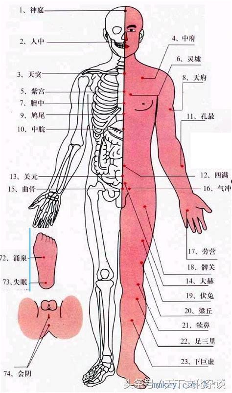 腦門穴|人體穴位圖